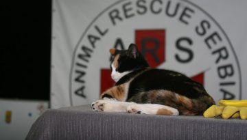 Animal Rescue Serbia