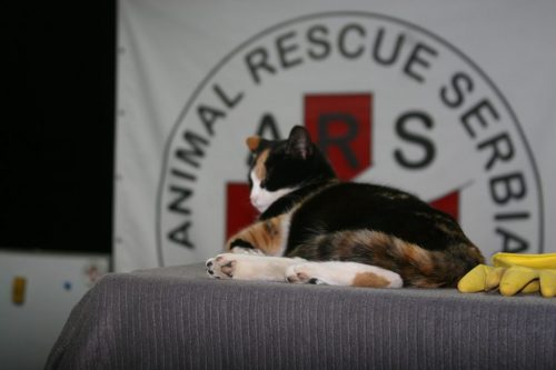 Animal Rescue Serbia